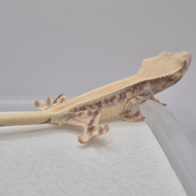 릴리화이트 솔리드백