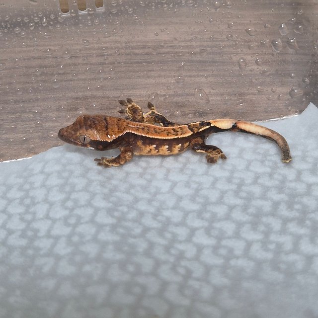 노멀 화이트스팟