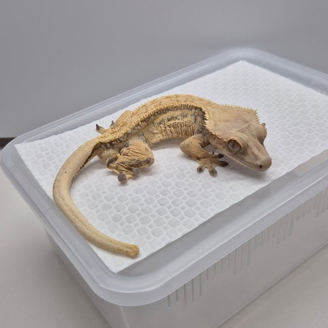 노멀 트라이 쿼드 풀핀