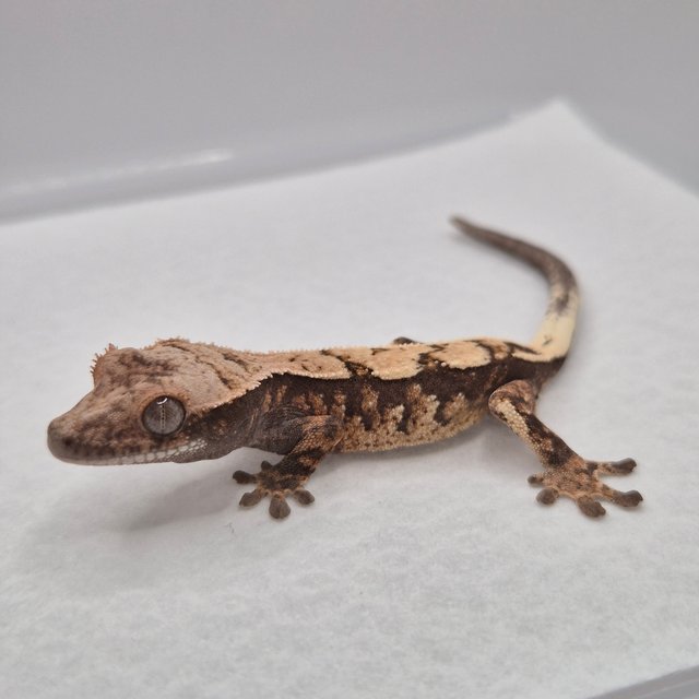 세이블 화이트스팟