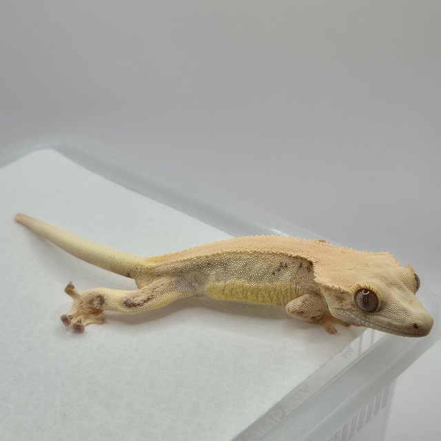 릴리화이트 솔리드백