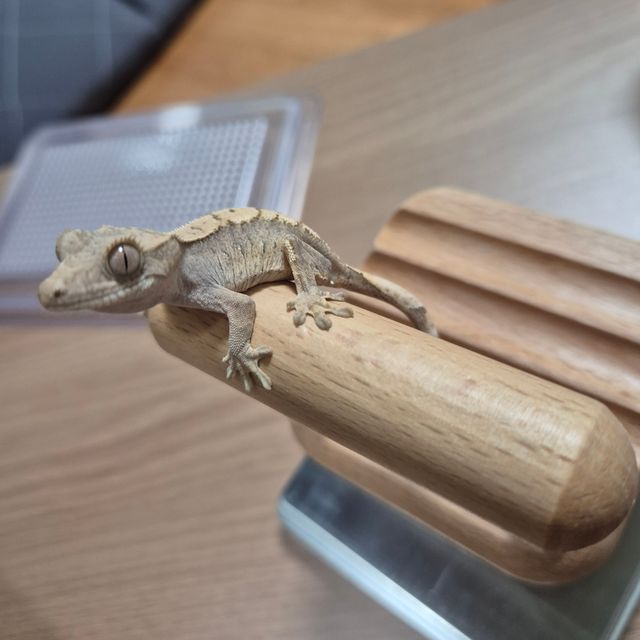 세이블