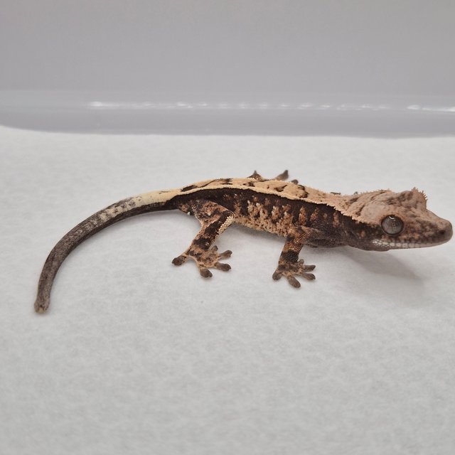 세이블 화이트스팟