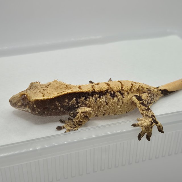 노멀 화이트스팟