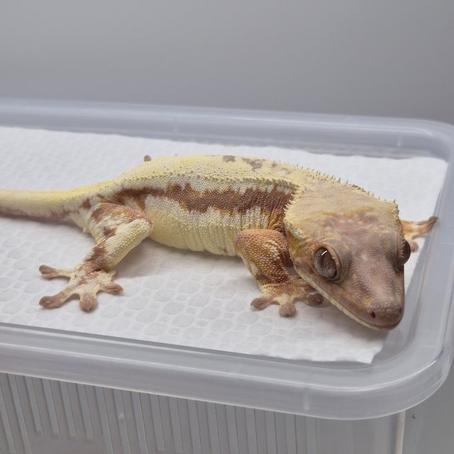 릴리 세이블 레드