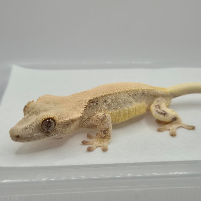 릴리화이트 솔리드백