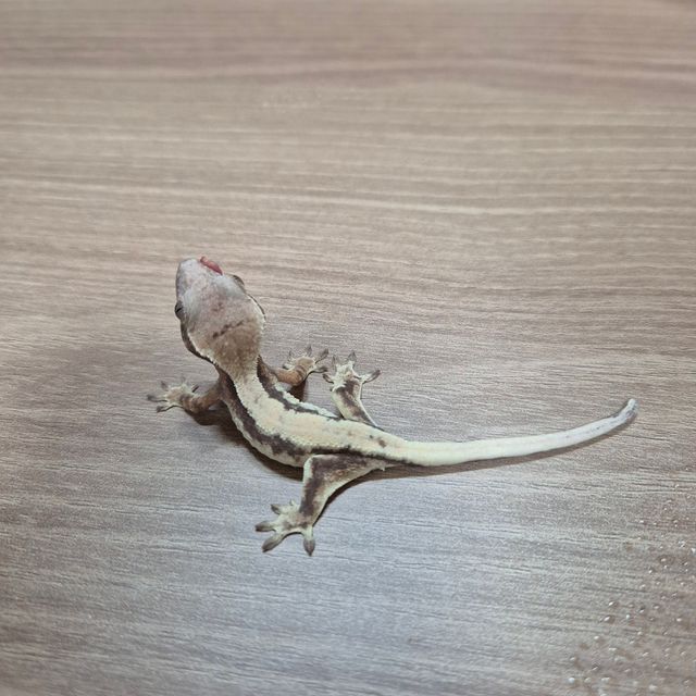 릴리 세이블
