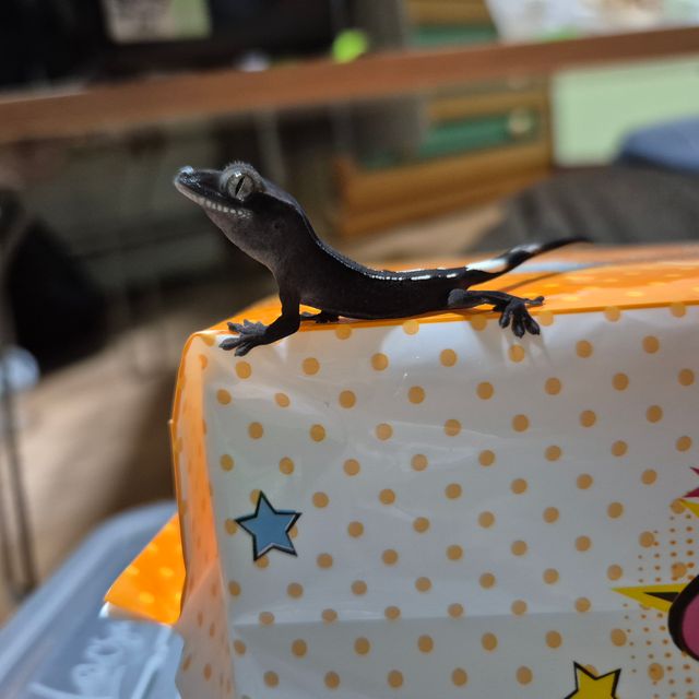아잔틱