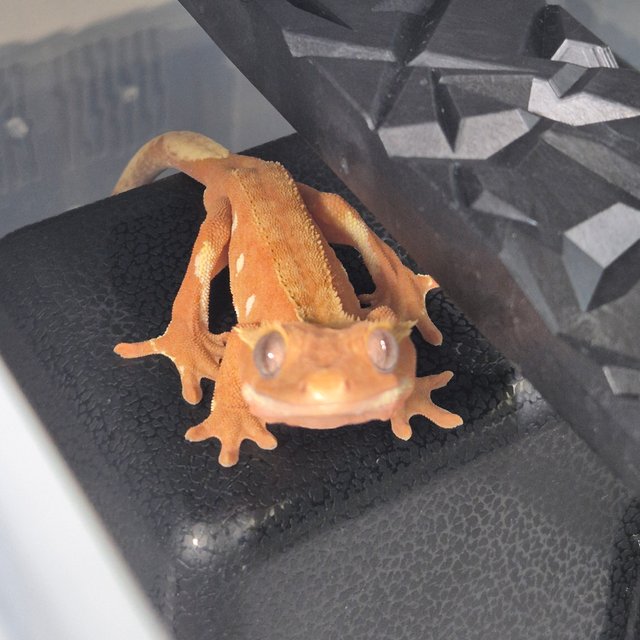 노멀 레드 바이 화이트포트홀