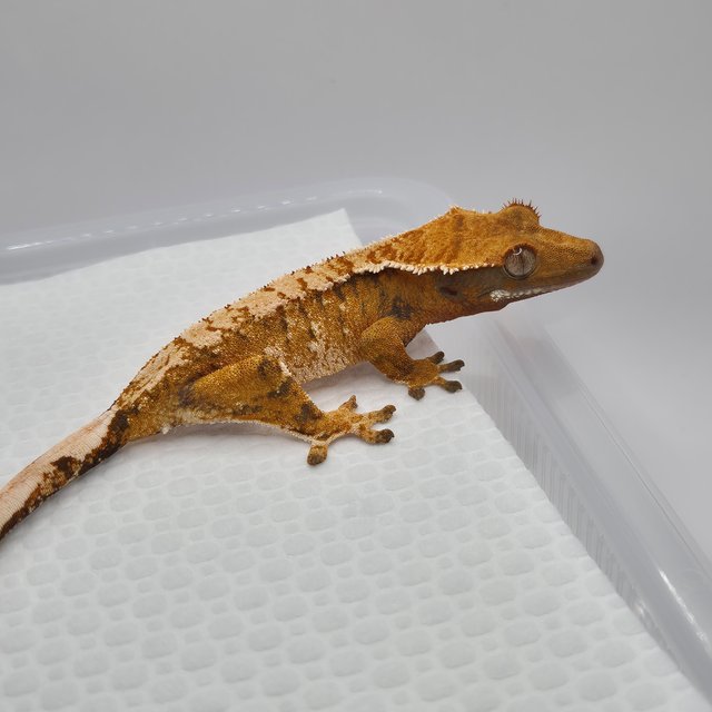 노멀 텐저린 트라이