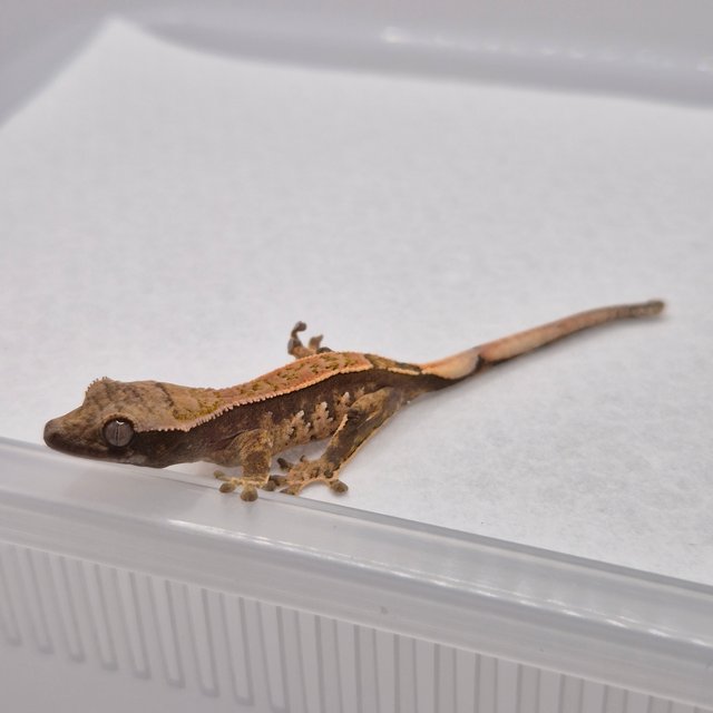 노멀 화이트스팟