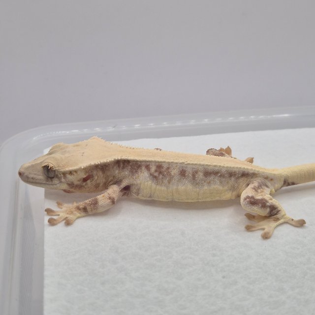 릴리화이트 솔리드백