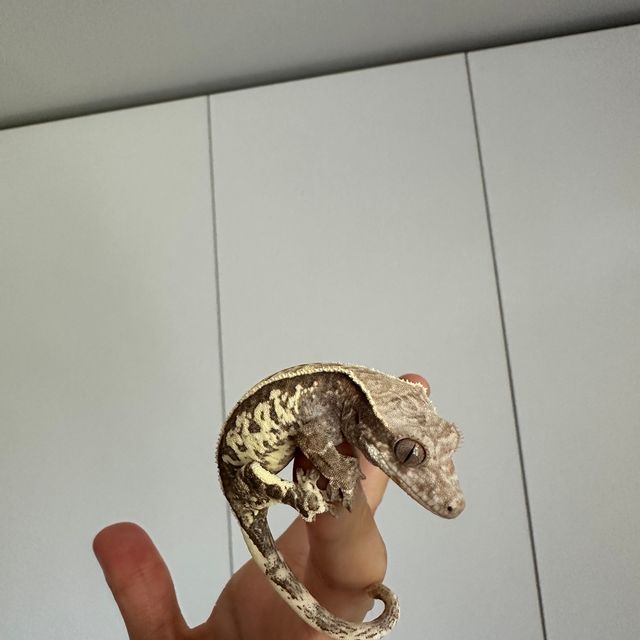 카푸치노 트라이