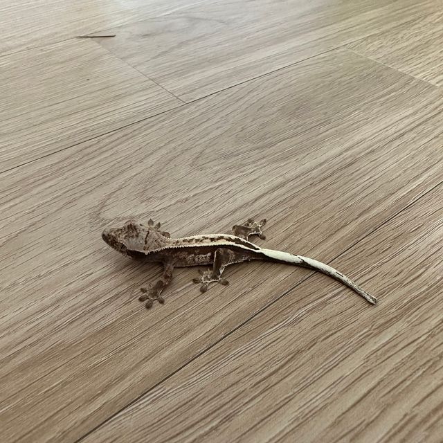 카푸치노 풀핀 화이트핀
