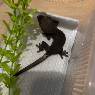 챠콜 다크 팬텀