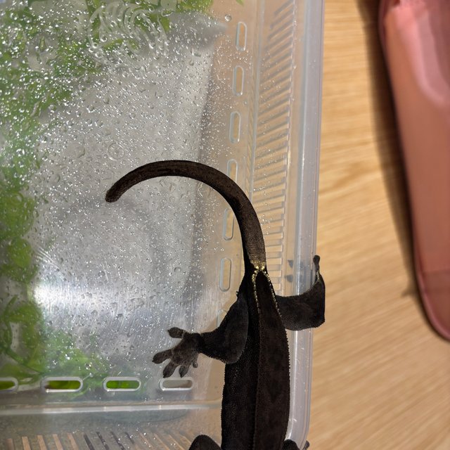 챠콜 다크 팬텀