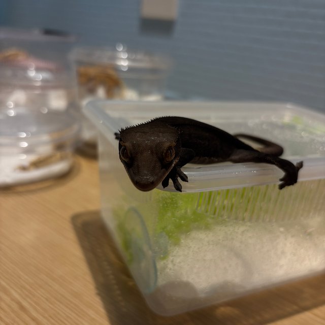 챠콜 다크 팬텀