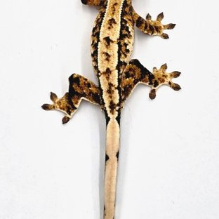 노멀 트라이 익스트림할리퀸