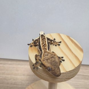 핀스트라이프 노멀 엠티백