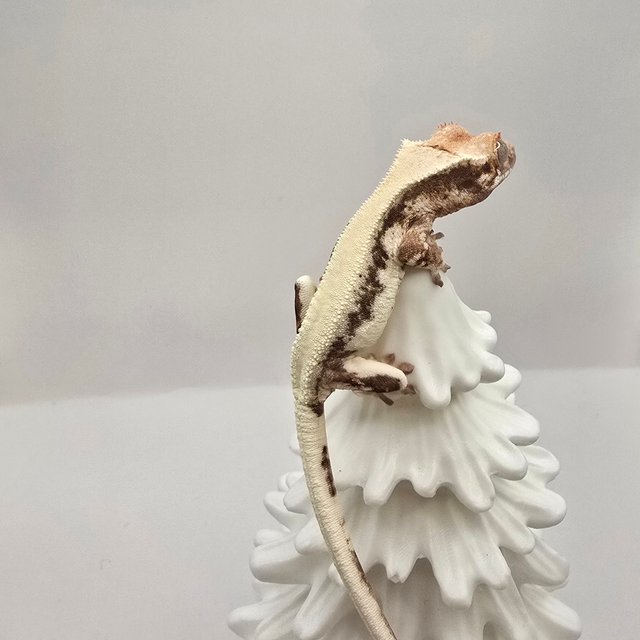 릴리 세이블 솔리드백 드리피