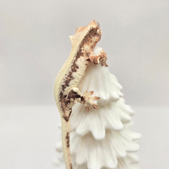 릴리 세이블 솔리드백 드리피