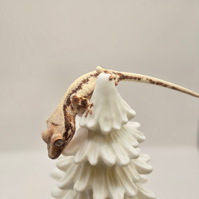 릴리 세이블 솔리드백 드리피