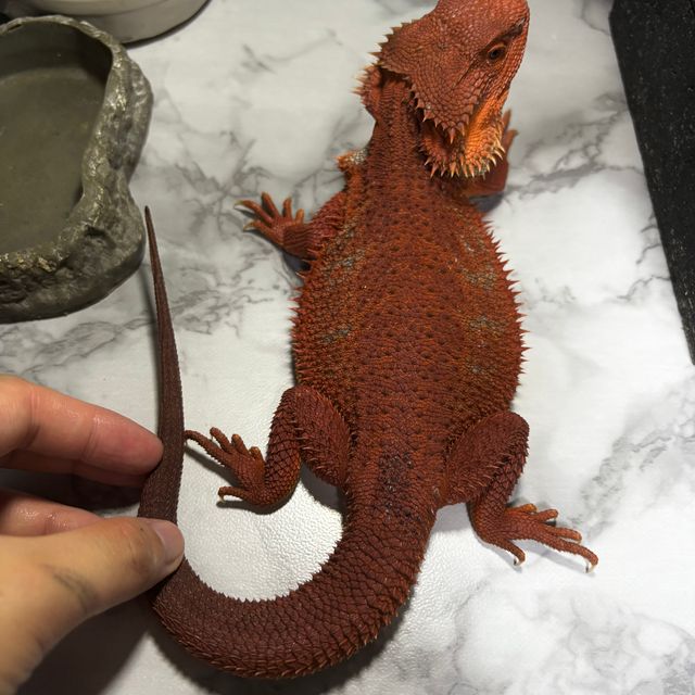 하이포 다크 레드 윗블릿