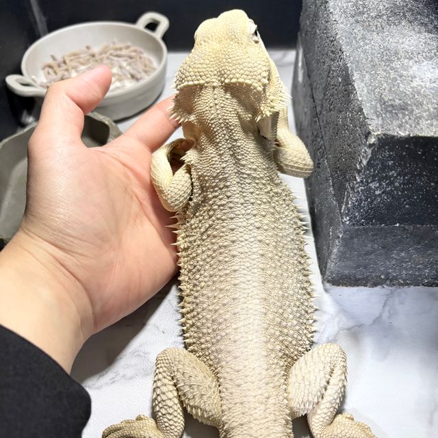 윗블릿 제로