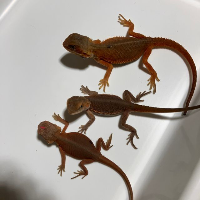 윗블릿