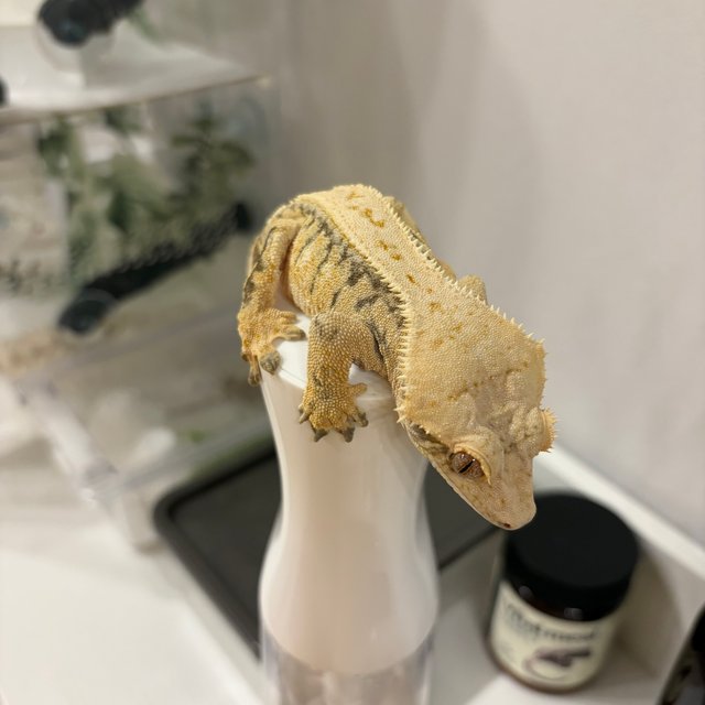 익스트림할리퀸