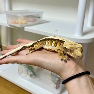 트라이 익스트림할리퀸 텐저린