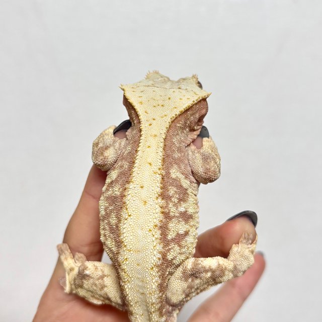 레드 트라이 익스트림할리퀸