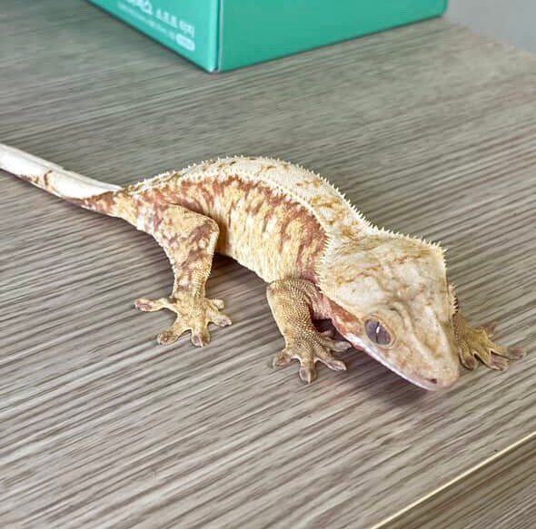 레드 트라이 익스트림할리퀸