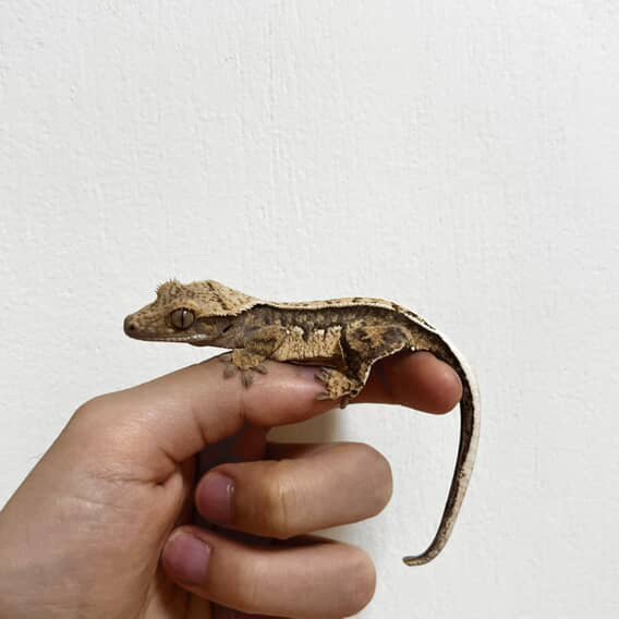 익스트림할리퀸 쿼드