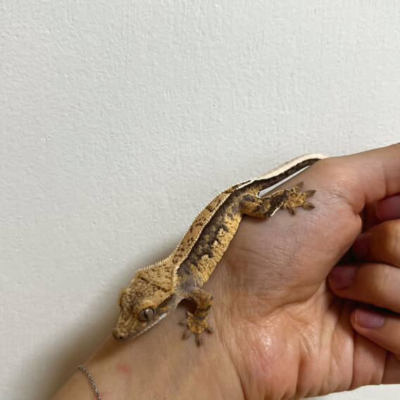 익스트림할리퀸 쿼드