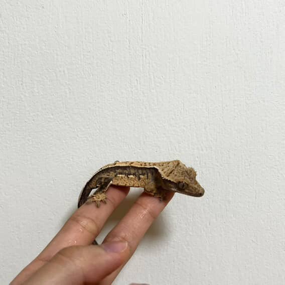 익스트림할리퀸 쿼드