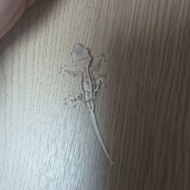 프라푸치노