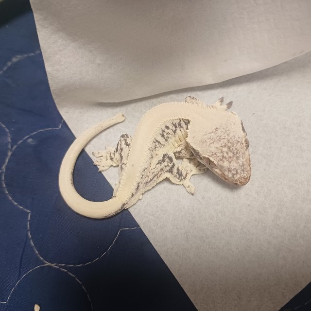 릴리화이트 솔리드백 화이트