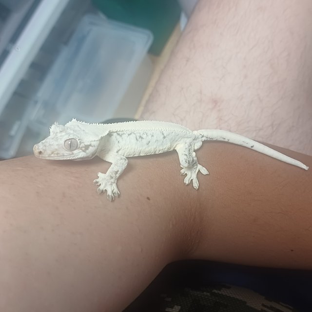 릴리화이트 솔리드백 화이트