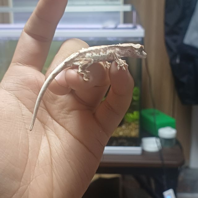 프라푸치노