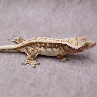 샐리