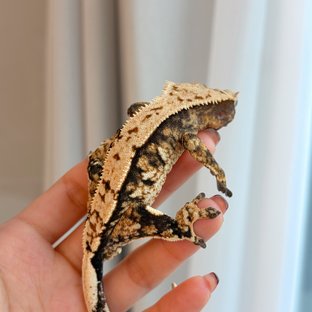 트라이 익스트림할리퀸