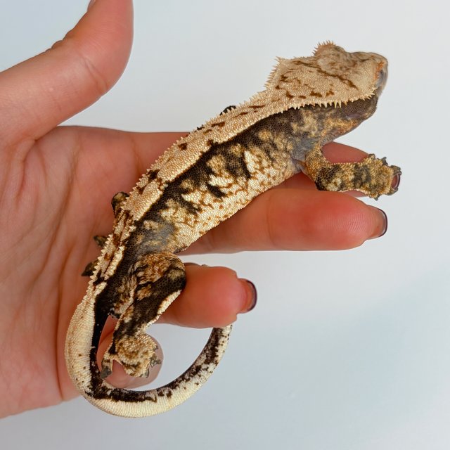 트라이 익스트림할리퀸