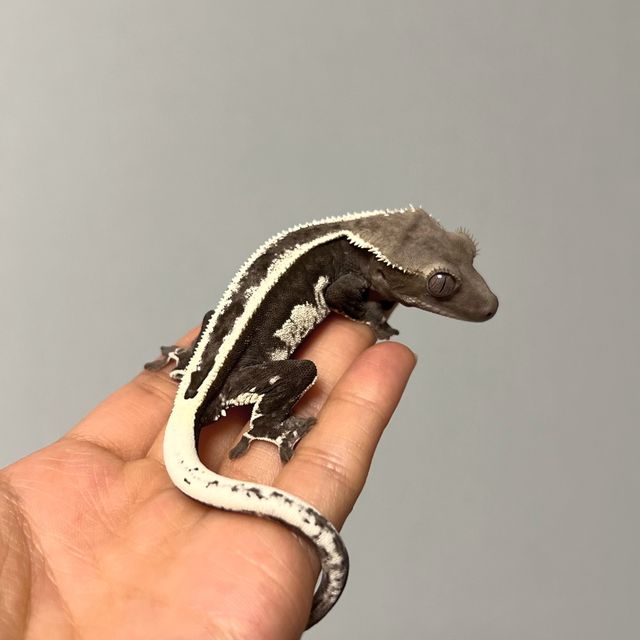 아잔틱