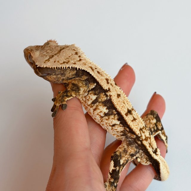 트라이 익스트림할리퀸