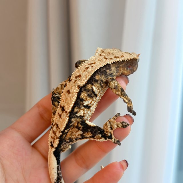 트라이 익스트림할리퀸