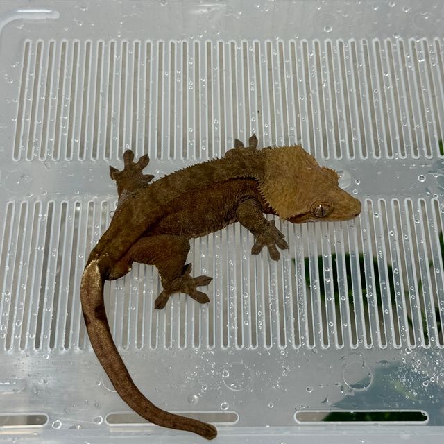 벅스킨 다크