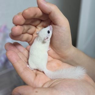 밀크