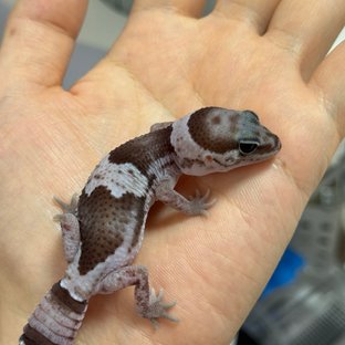 오레오 헷 줄루