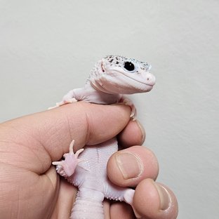 갤럭시